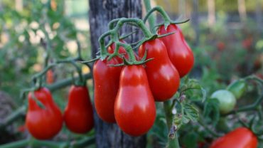 Pomodorino-Corbarino